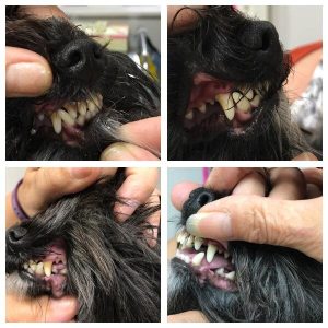 Dog grooming sale teeth cleaning