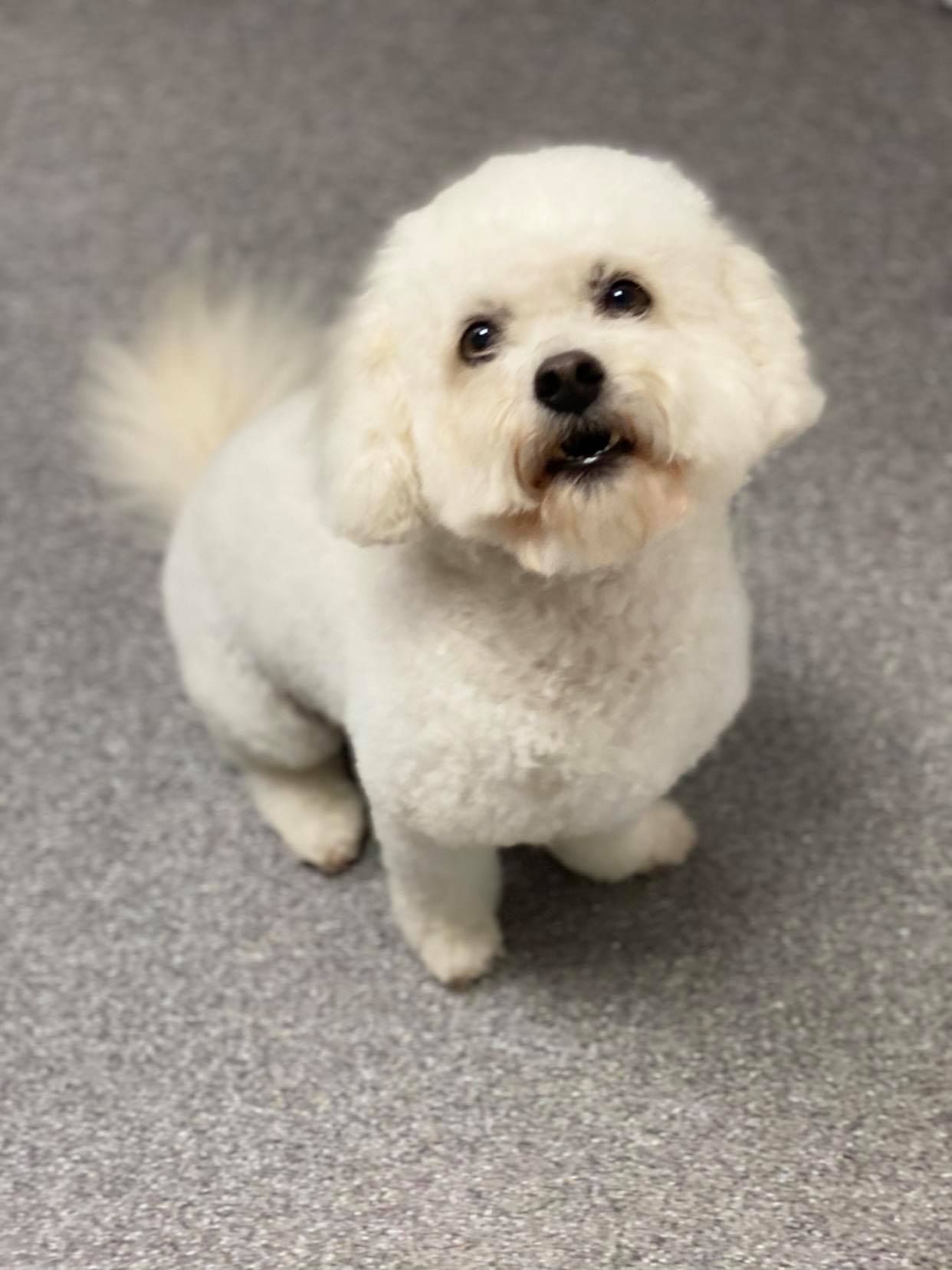 Gallery Bark 'n' Bubbles