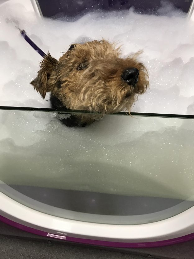The Jacuzzi Bath is here! Bark 'n' BubblesProfessional Dog Grooming
